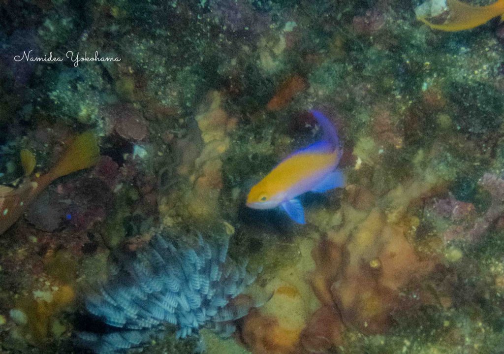 Namidea 大島生活2日目!