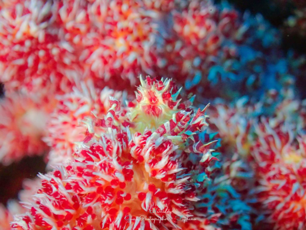 Namidea 大島生活2日目!