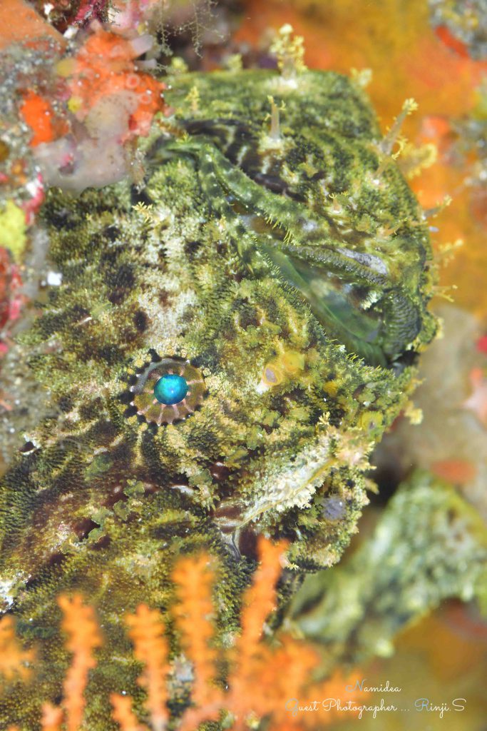 Namidea 大島生活8日目！