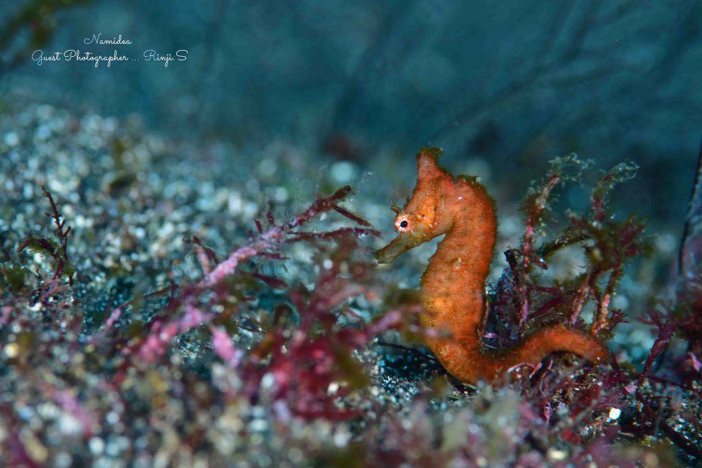 Namidea 大島生活8日目！