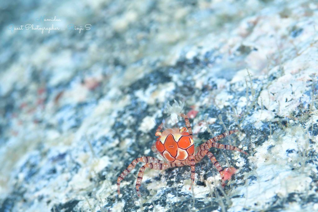 Namidea 大島生活8日目！