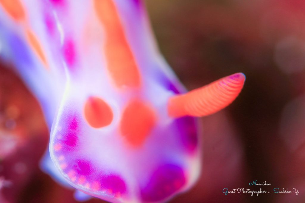 Namidea 大島生活8日目！