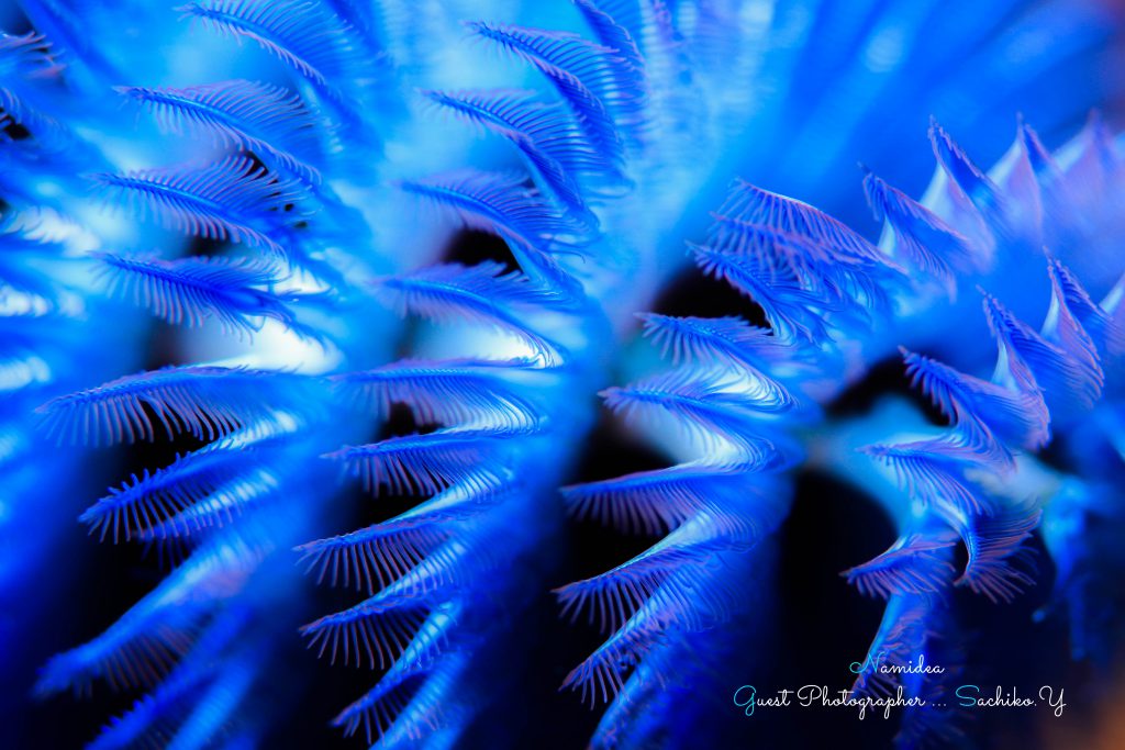 Namidea 大島生活8日目！