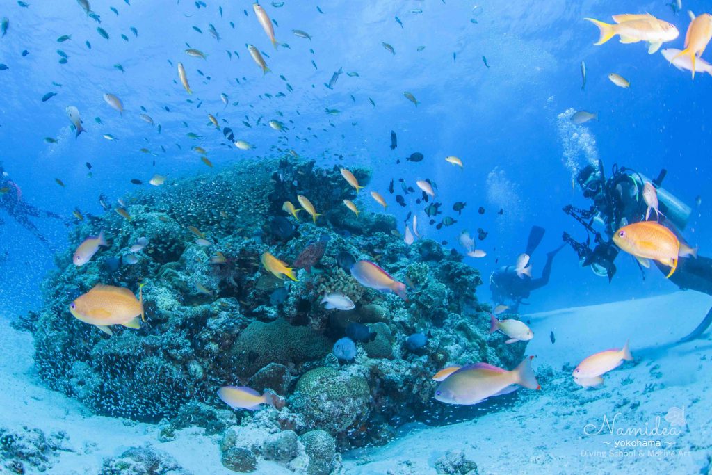 Namidea 粟国&阿嘉島ツアー!