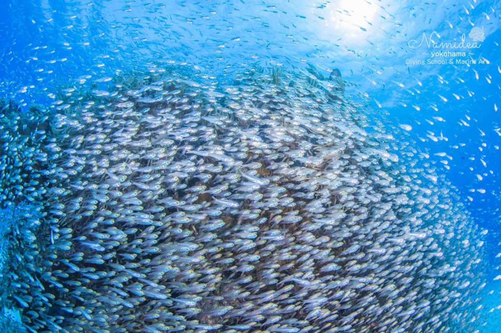 Namidea 粟国&阿嘉島ツアー!