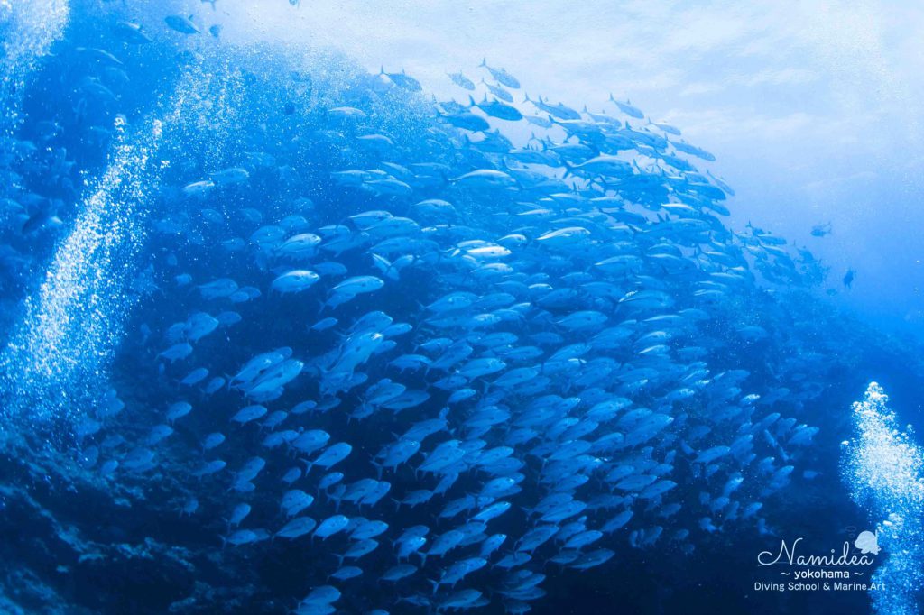 Namidea 粟国&阿嘉島ツアー!