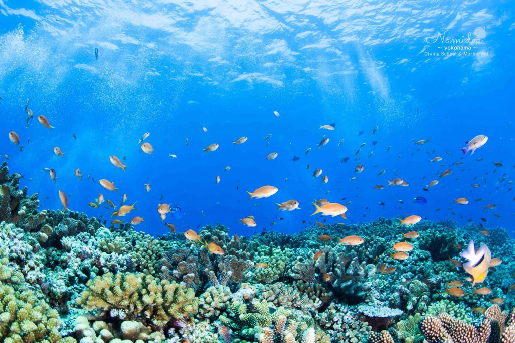 Namidea 粟国&阿嘉島ツアー!