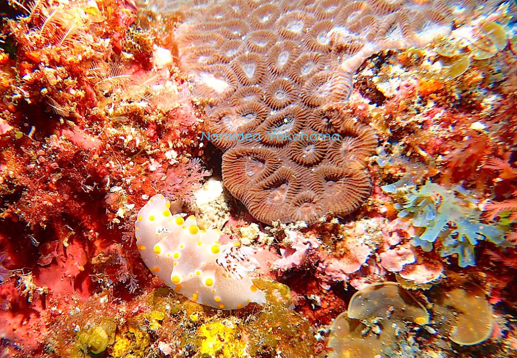 三宅島のカタン崎でみつけたコンペイトウウミウシ