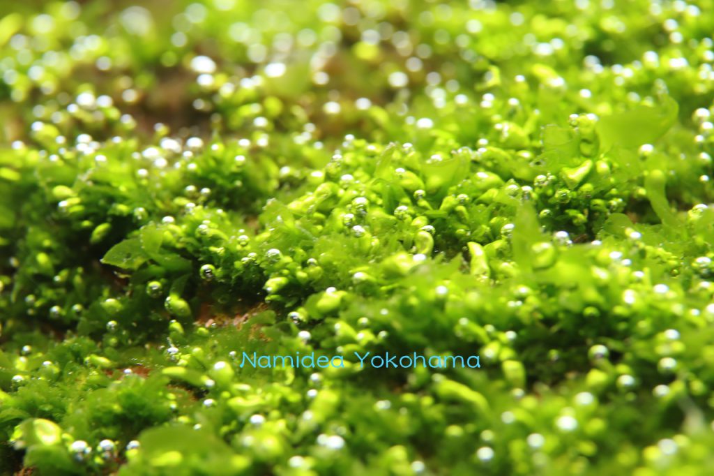 Namidea 海藻と気泡
