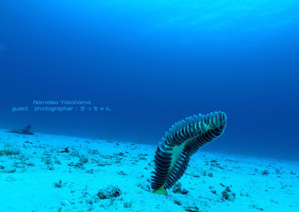 阿嘉島ケラマブルーウミエラ