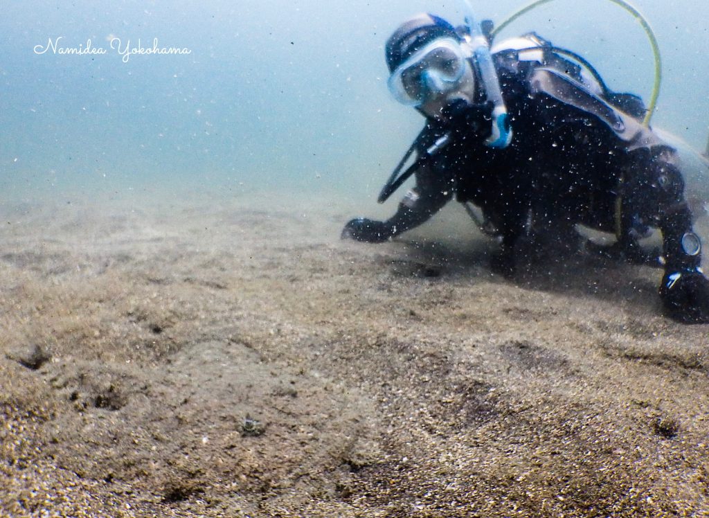 Namidea Yokohama 快晴ダイビング!