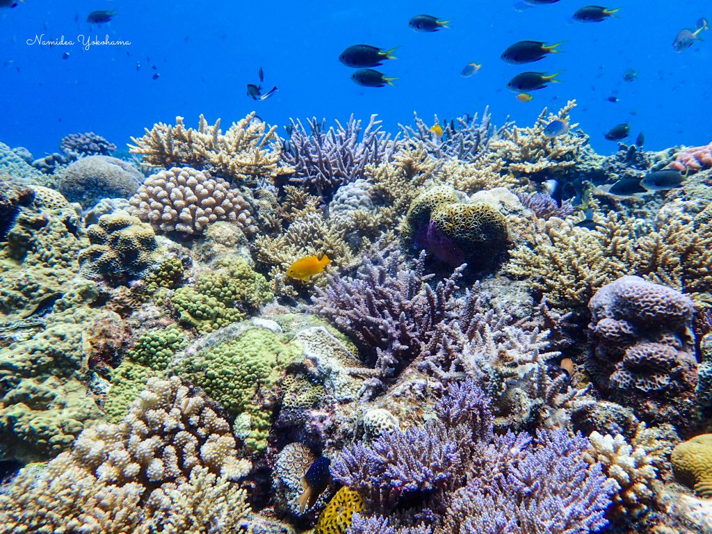 Namidea 阿嘉島ツアー!今日は晴天!!