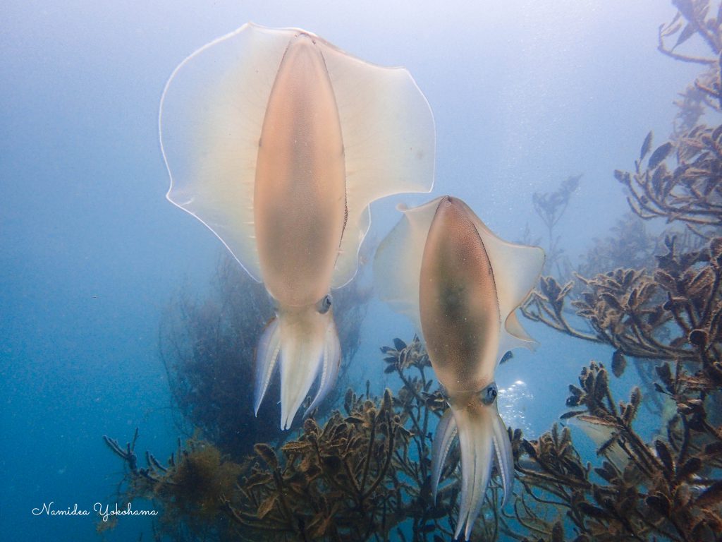 Namidea Yokohama 真鶴アオリイカ!