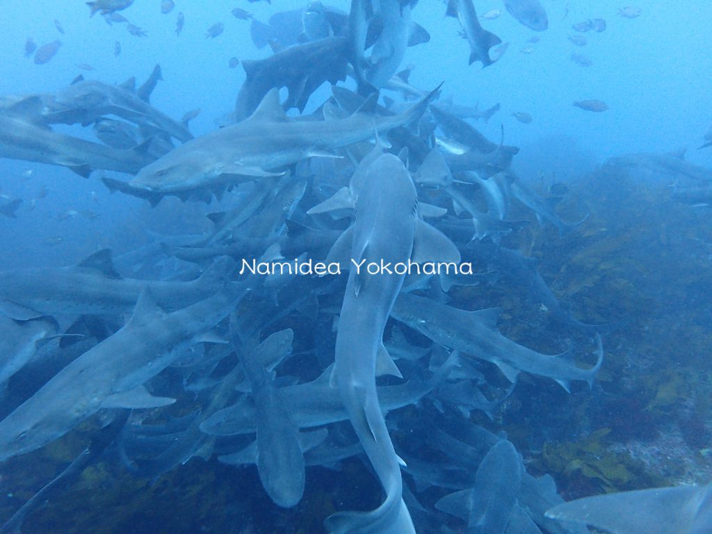 Namidea Yokohama  サメパラダイス♪