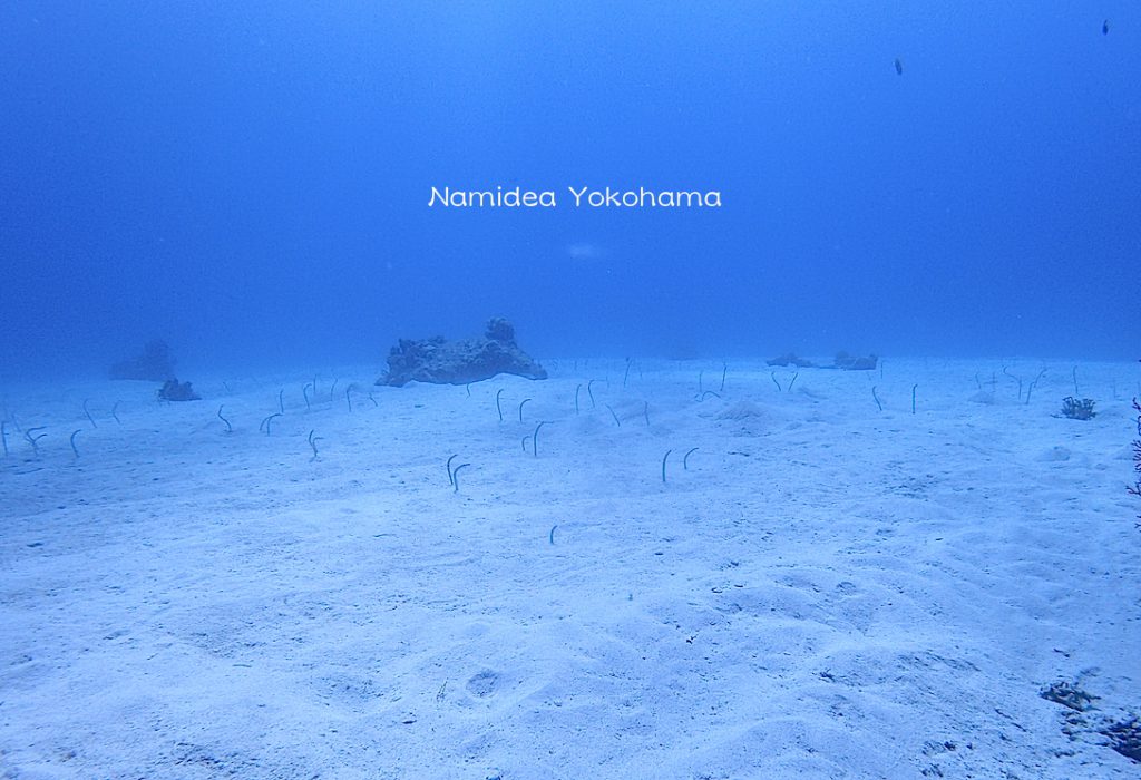 Namidea阿嘉島ツアー ガーデンイール