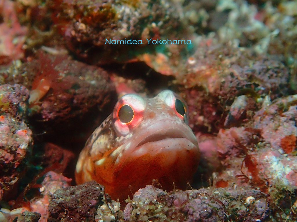 初島といえばジョーフィッシュ！！