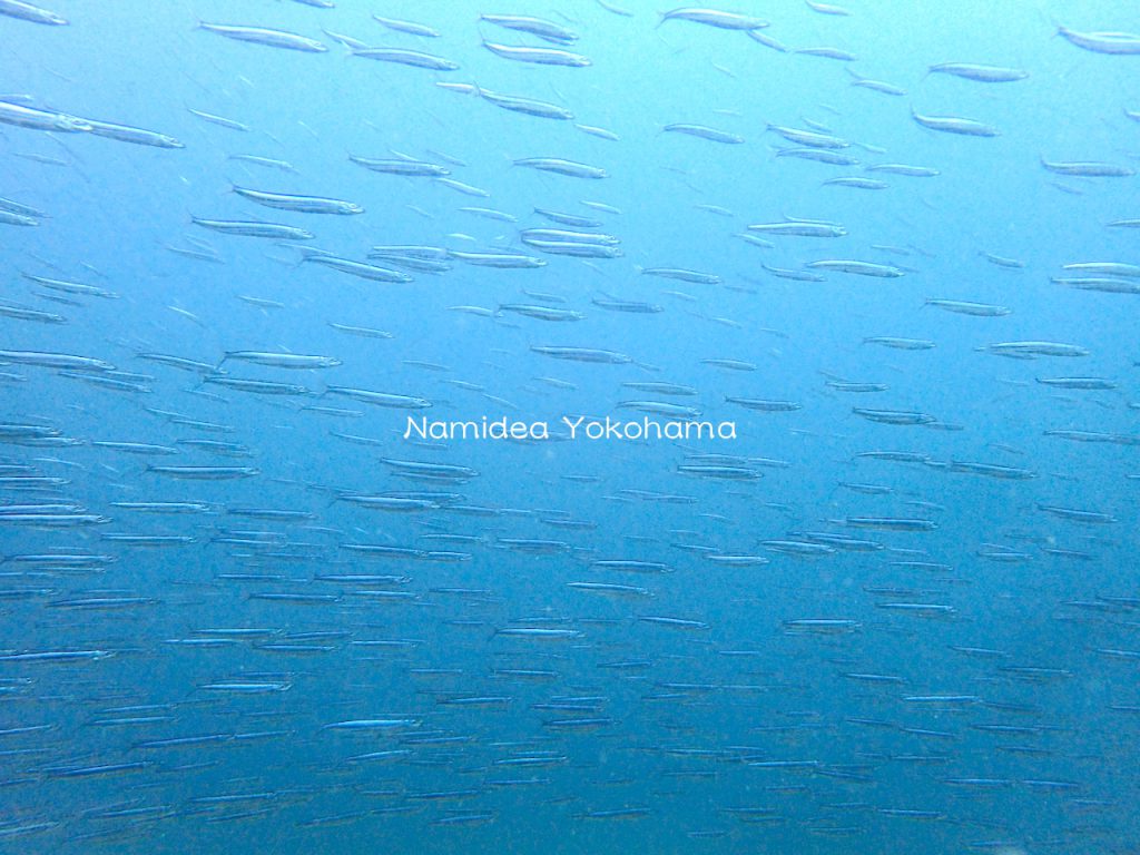 初島のキビナゴシャワー　大群でした！