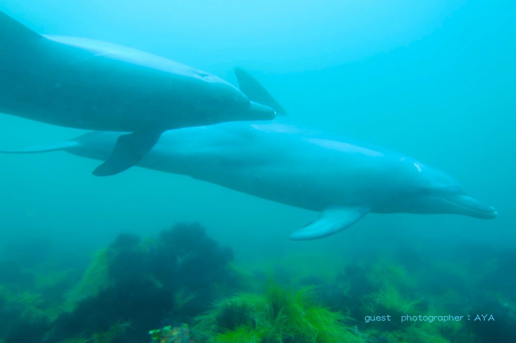 とってもかわいい2頭のミナミバンドウイルカ