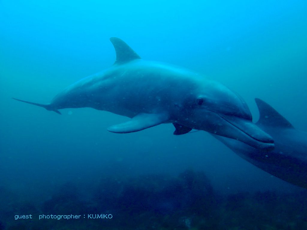 ナミディア 初島で出会ったミナミバンドウイルカ