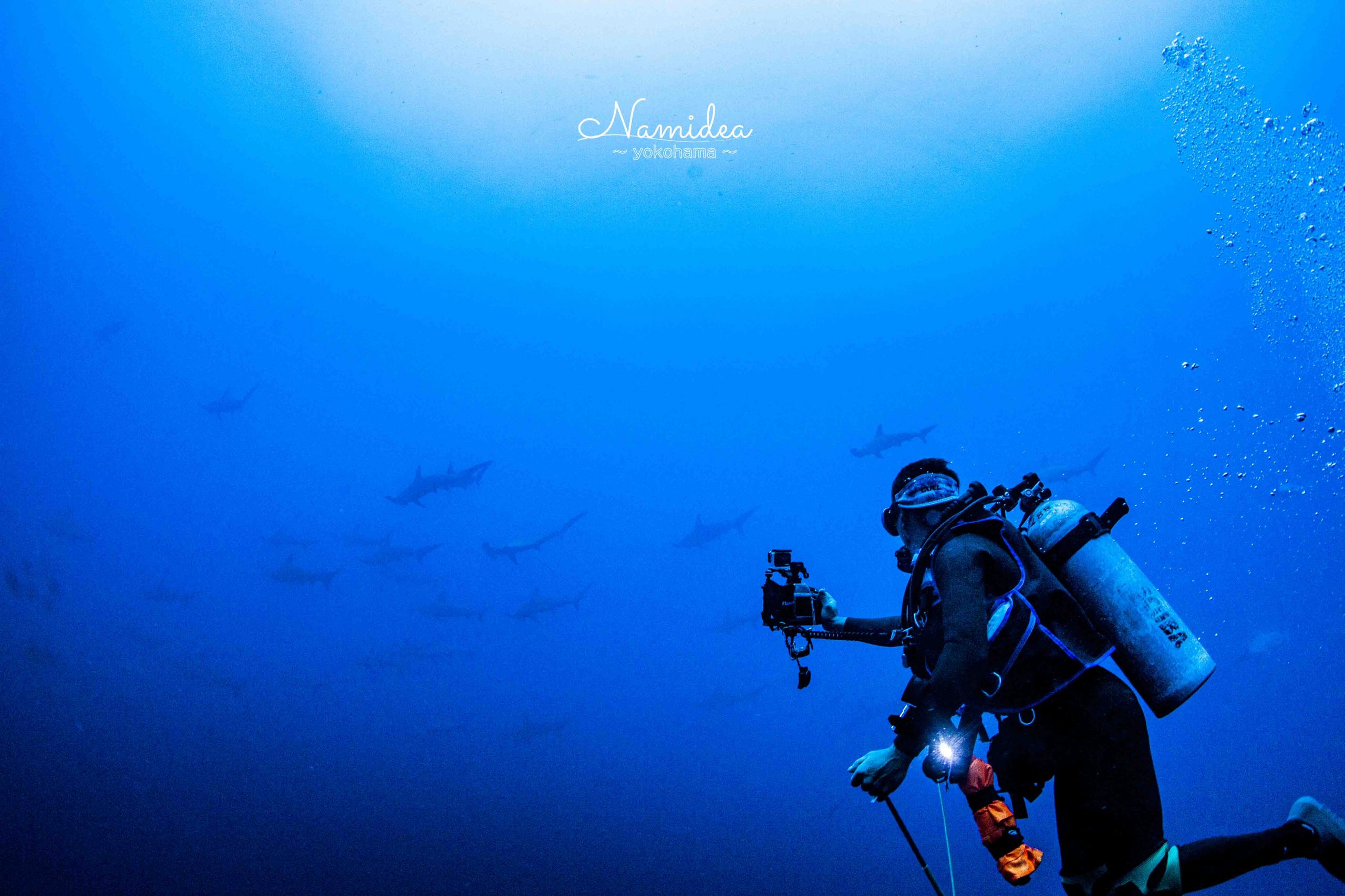 Namidea ハンマーヘッドの群れ!