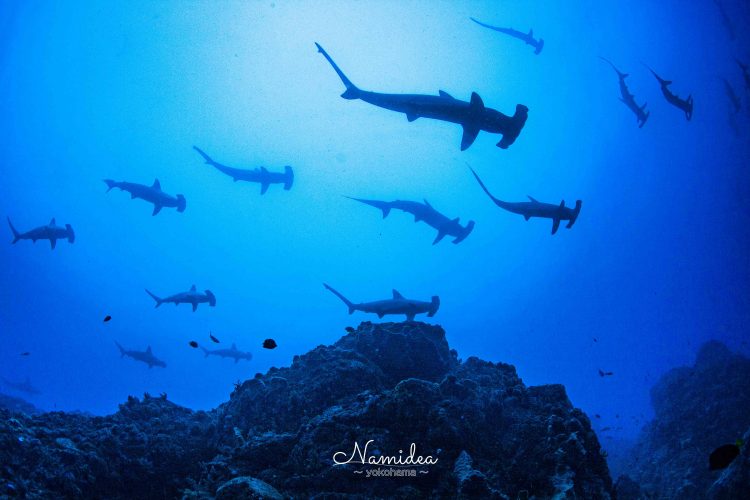 神子元ハンマー塾受講