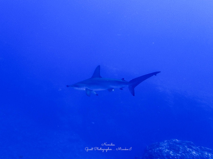 Namidea Yokohama 神子元ハンマー!