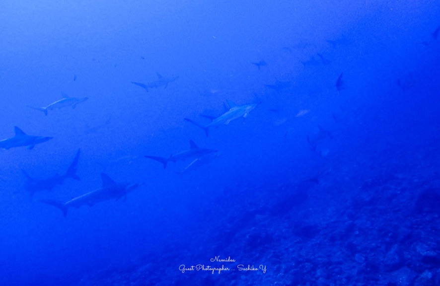 Namidea Yokohama 神子元ハンマー!