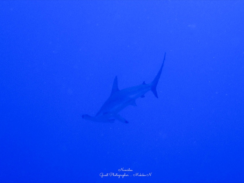 Namidea Yokohama 神子元ハンマー!