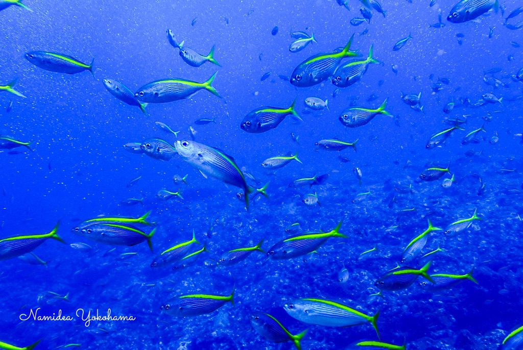 Namidea Yokohama 神子元ハンマー!