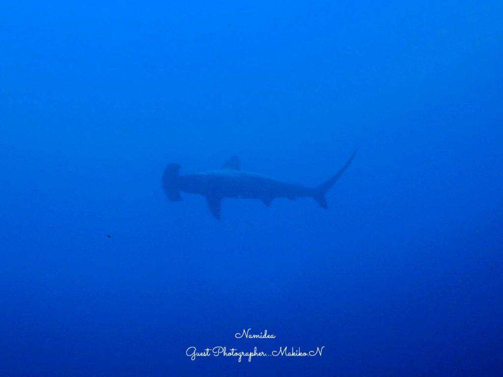 Namidea Yokohama ハンマーリバー!