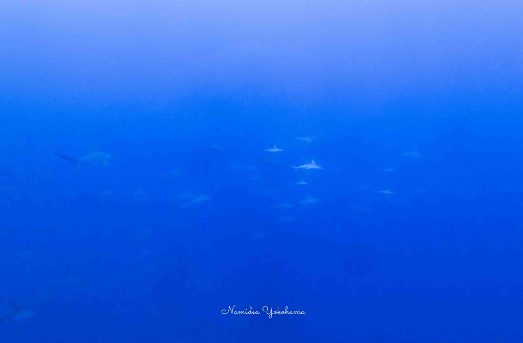 Namidea Yokohama 神子元ハンマー!