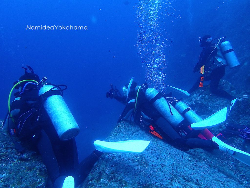 Namidea Yokohama神子元ツアーハンマーヘッドシャーク待機中