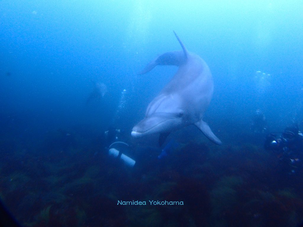 Namidea Yokohama ３連休初島ツアー　イルカとダイビング