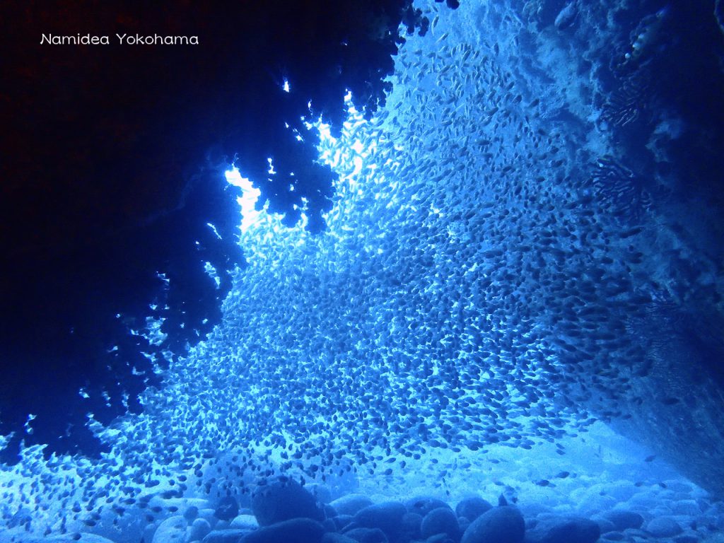 Namidea Yokohama 雲見ツアー 調査ダイブ
