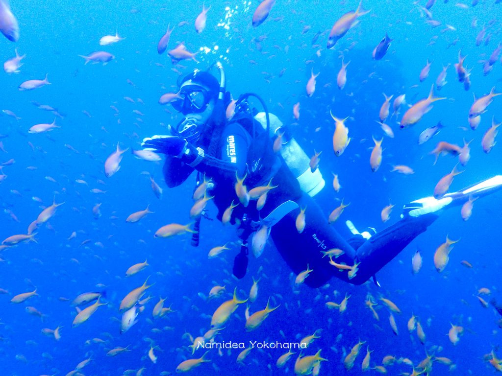 田子の沖の浮島根のキンギョハナダイは大群でした