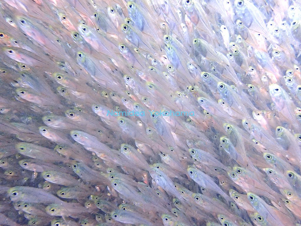 目の前に広がる風景はこんな感じでした!