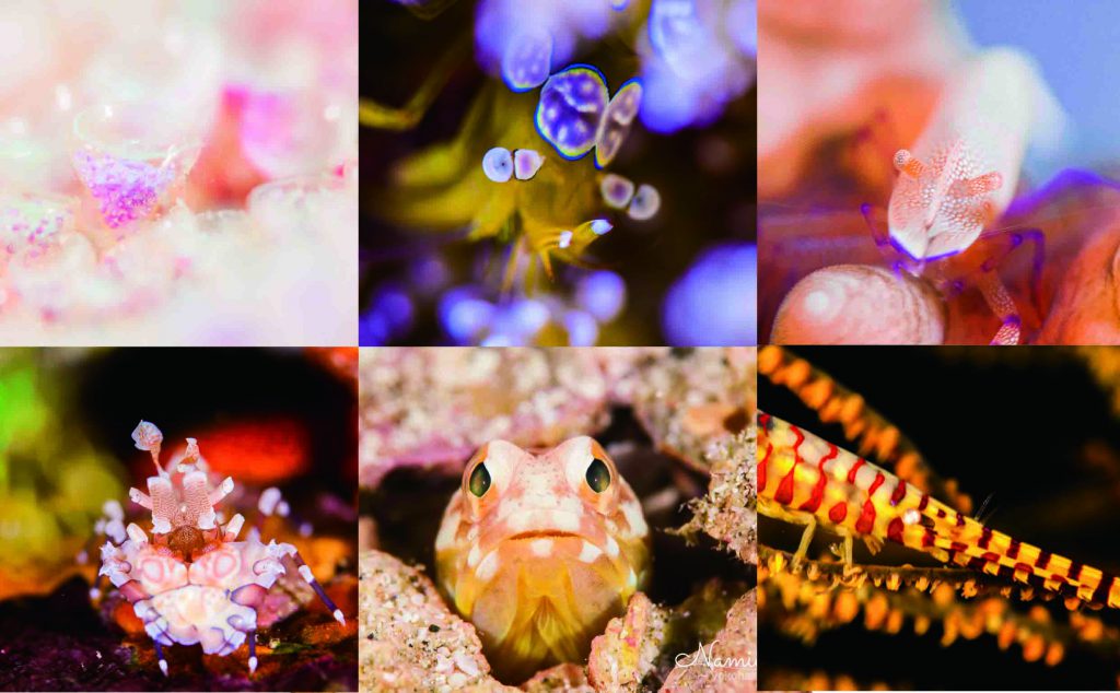 ナミディア柏島ツアー！！