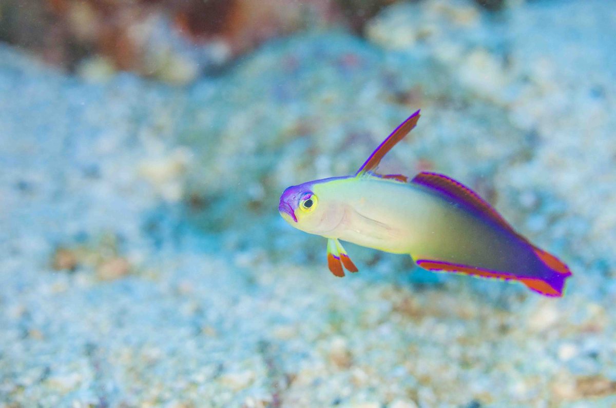 ナミディア柏島ツアー