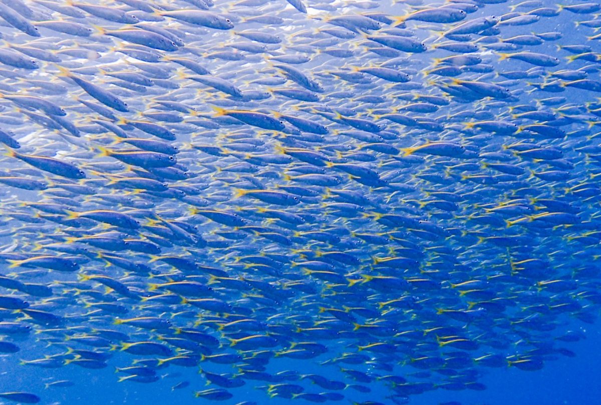 Namidea 静浦ツアー！