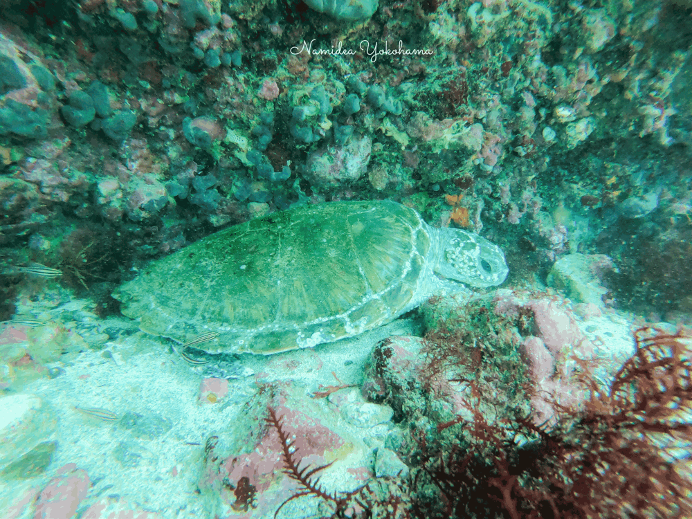 Namidea お盆前半最終日！