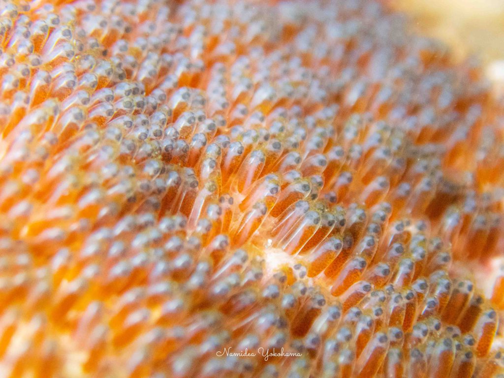 Namidea お盆前半最終日！