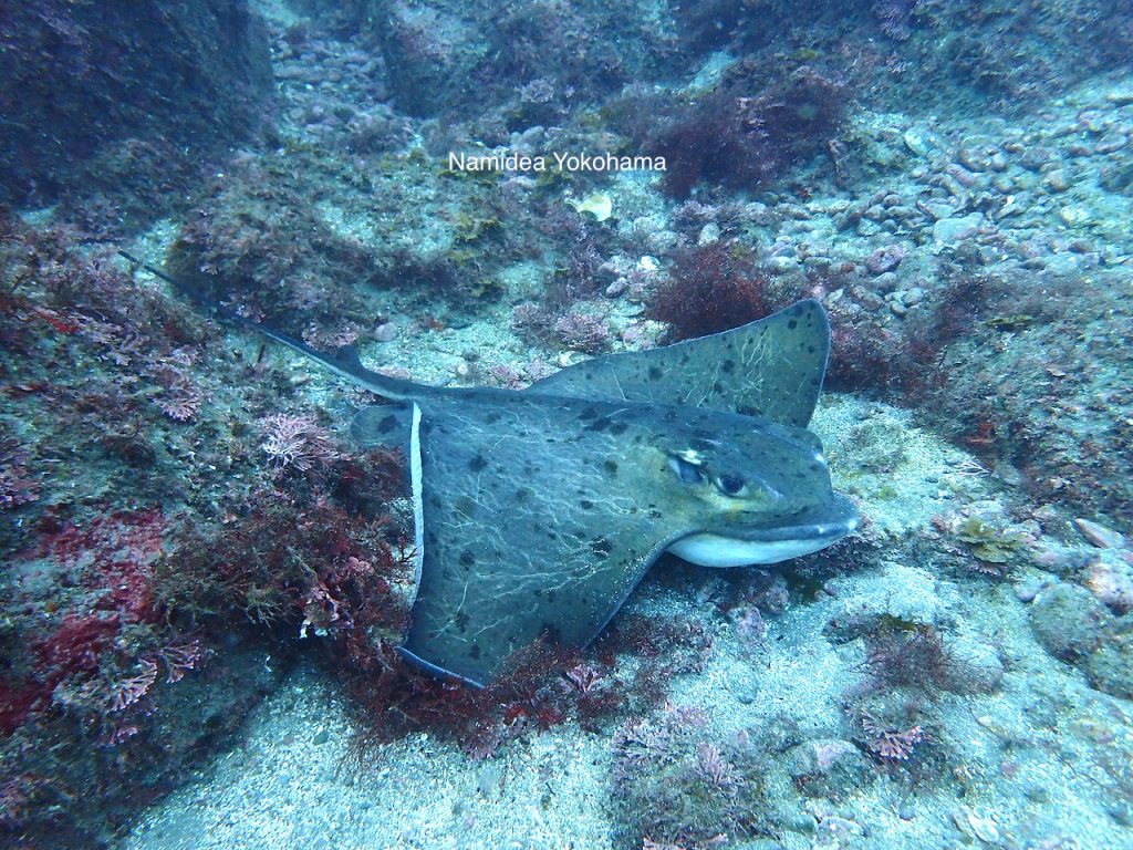 NamideaYokohama ボートセミナー