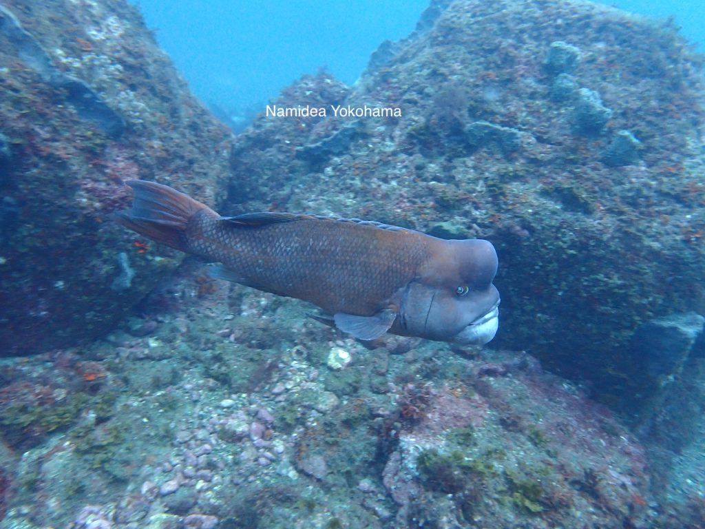 Namideaボートセミナー 温泉ポイント コブダイ