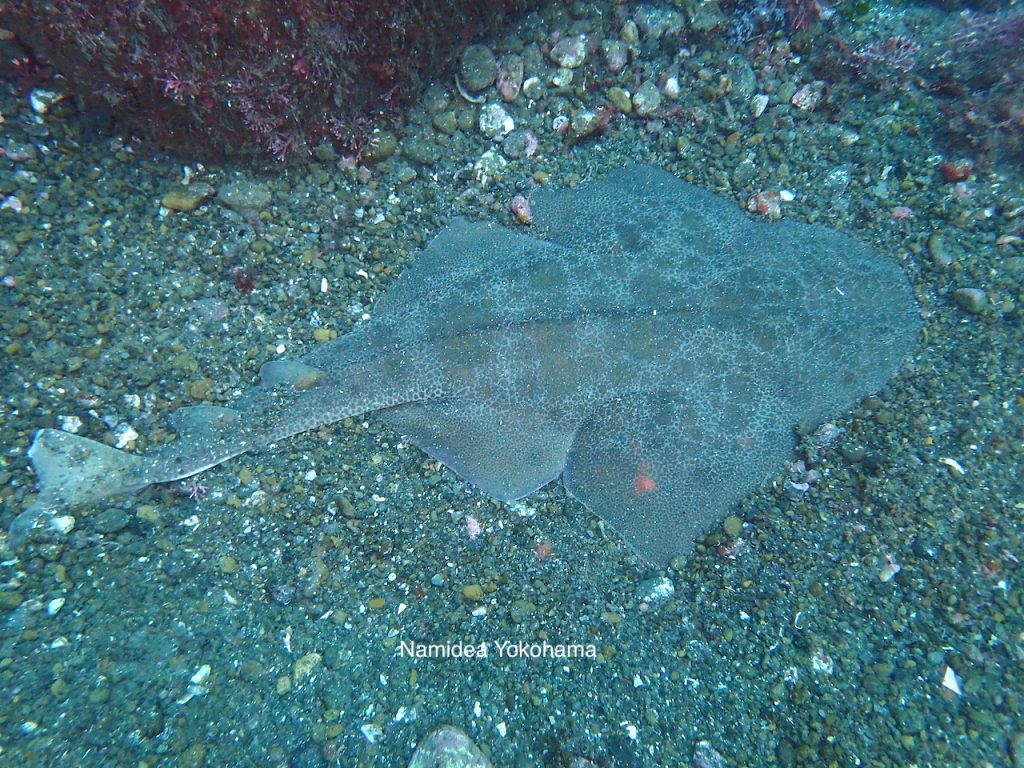 Namidea Yokohama ボートセミナー北川温泉ポイント