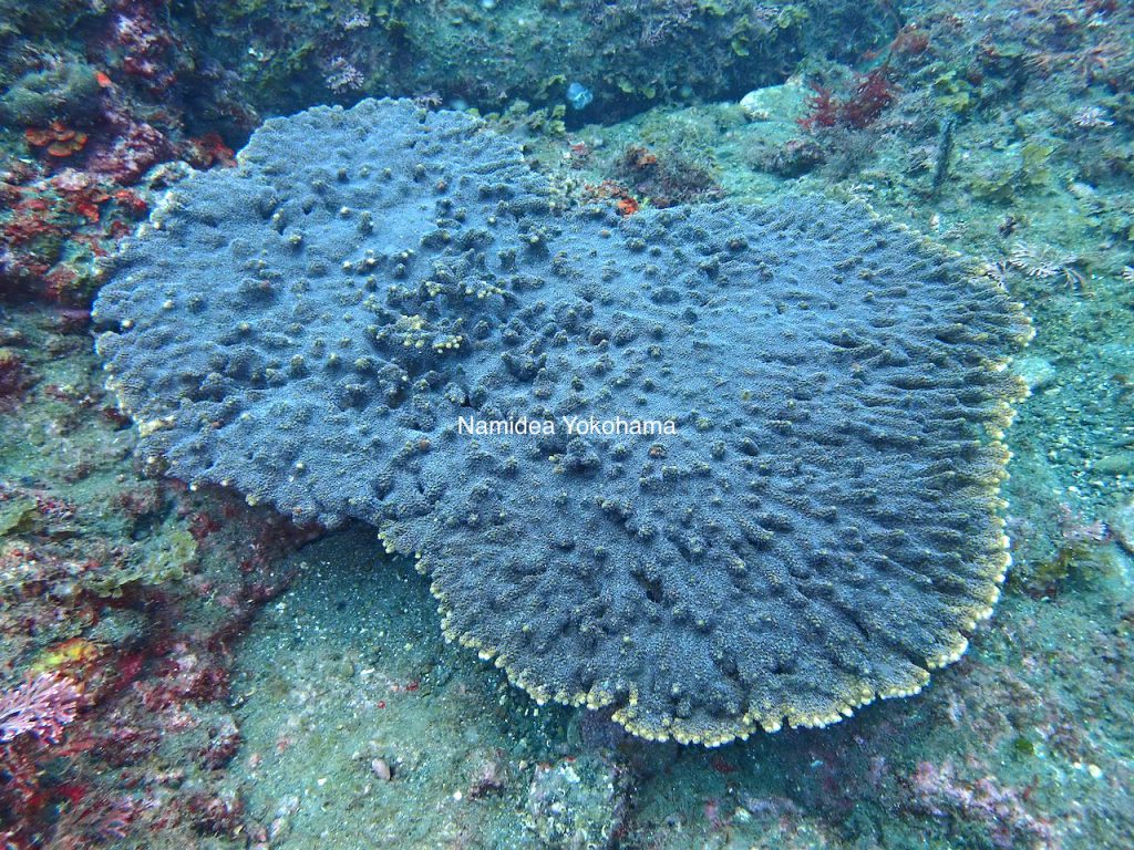 ナミディア 北川温泉ポイント テーブルサンゴ