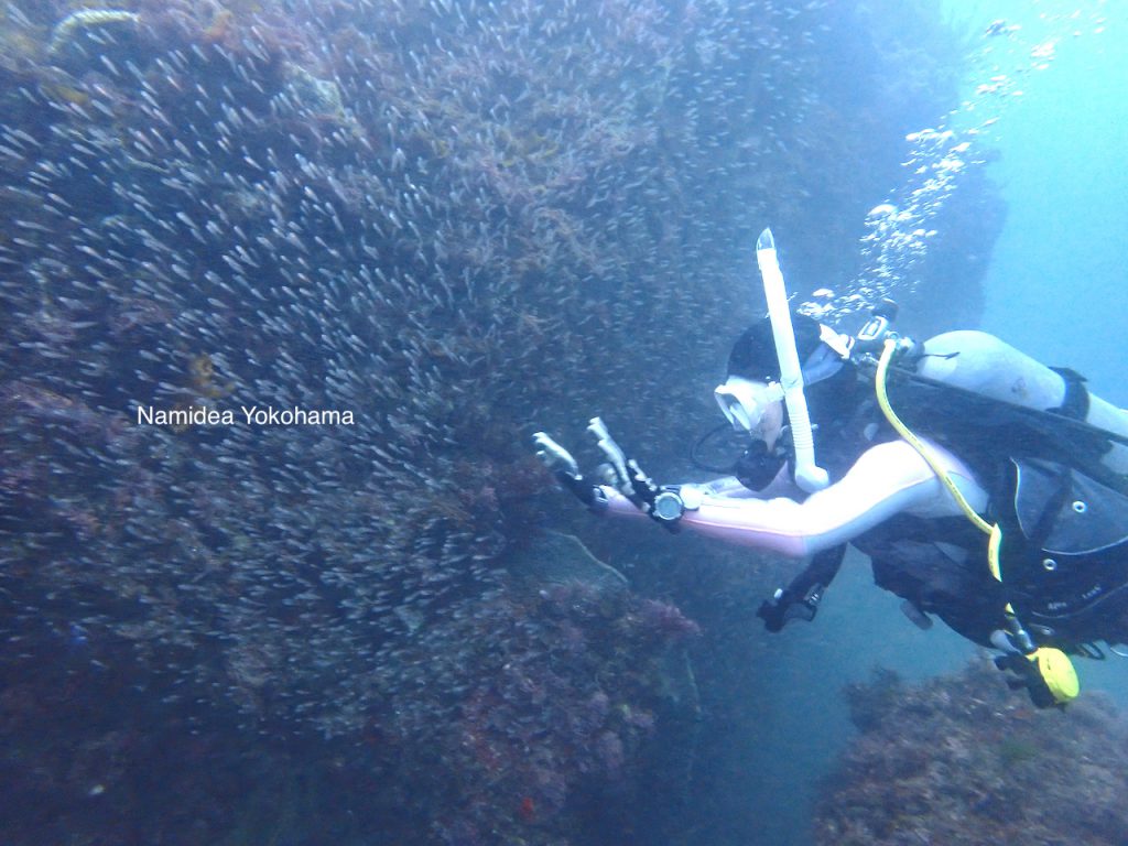 Namidea Yokohama 魚の子供達があちこちで群れています