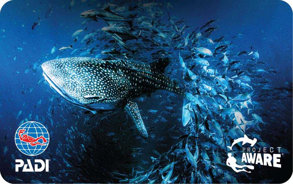 Namidea Yokohama card-aware2019