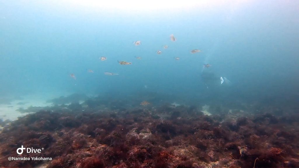 Namidea Yokohama のんびり富戸ビーチ！