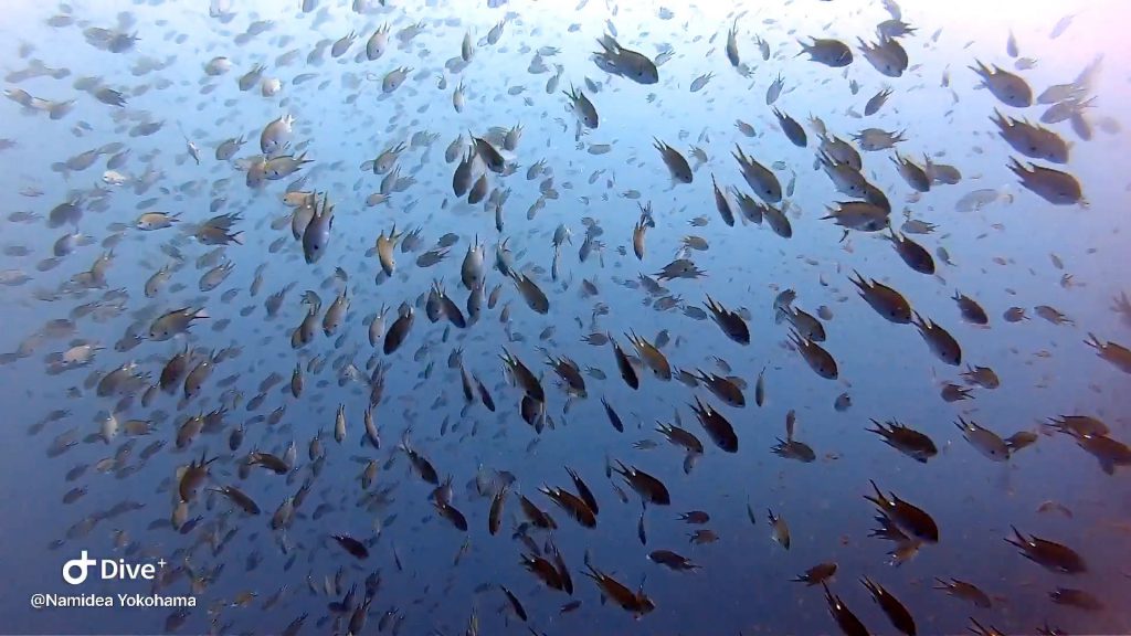 Namidea Yokohama 9月連休第二弾！