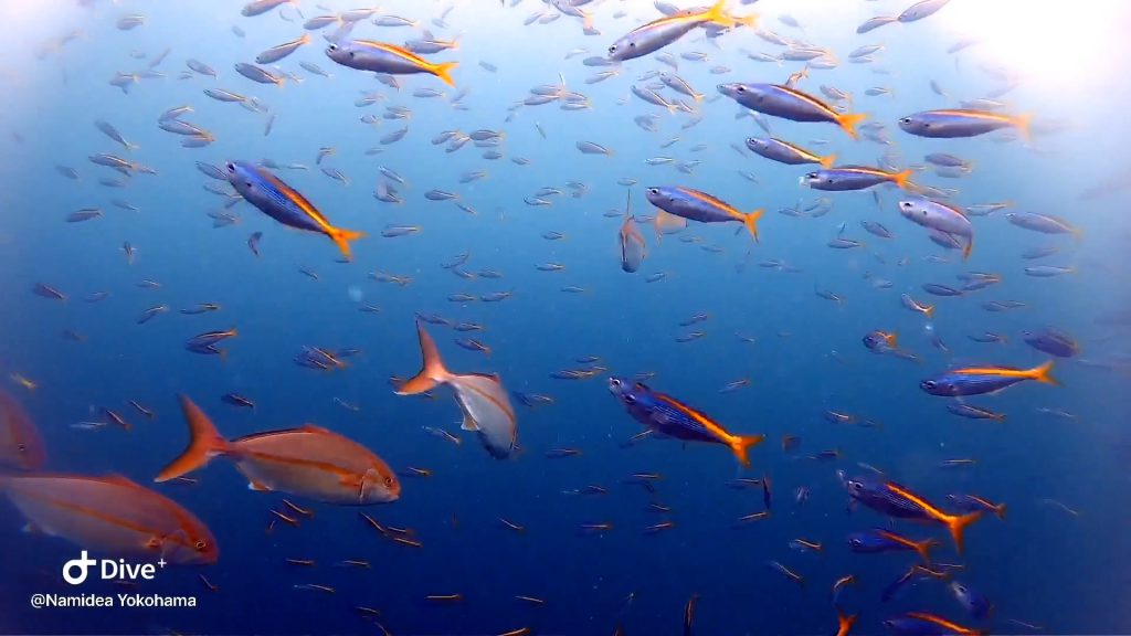 Namidea Yokohama 最高の秋の海到来!!